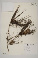 臺灣二葉松藏品圖，第1張