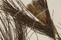 臺灣二葉松藏品圖，第3張