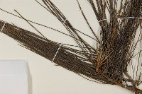 臺灣二葉松藏品圖，第4張