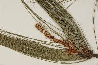 馬尾松藏品圖，第3張