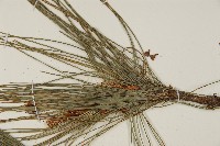 馬尾松藏品圖，第4張