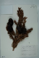 臺灣冷杉藏品圖，第1張