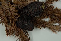 臺灣冷杉藏品圖，第3張