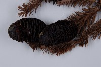 臺灣冷杉藏品圖，第4張