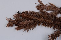 臺灣冷杉藏品圖，第5張