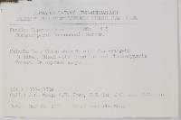 紅檜藏品圖，第2張