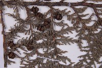 紅檜藏品圖，第3張