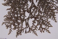 紅檜藏品圖，第4張