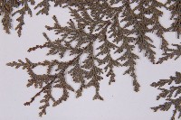 紅檜藏品圖，第5張