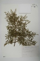 臺灣扁柏藏品圖，第1張