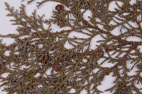 臺灣扁柏藏品圖，第3張