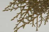 臺灣扁柏藏品圖，第4張