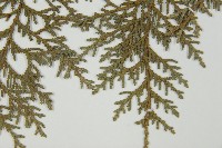 臺灣扁柏藏品圖，第5張