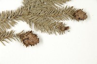 巒大杉、香杉藏品圖，第3張