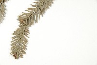 巒大杉、香杉藏品圖，第4張