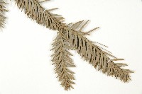 巒大杉、香杉藏品圖，第5張