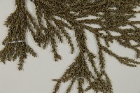 臺灣杉藏品圖，第3張