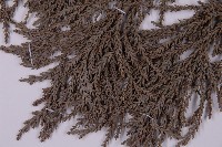 臺灣杉藏品圖，第4張