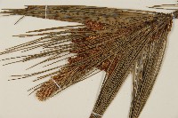 臺灣二葉松藏品圖，第4張