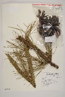 登錄號:G000972藏品圖，第1張