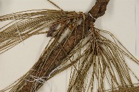 登錄號:G000972藏品圖，第4張