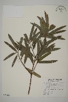 桃實百日青藏品圖，第1張