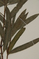 桃實百日青藏品圖，第3張