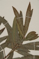 桃實百日青藏品圖，第4張