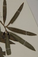 桃實百日青藏品圖，第5張