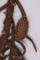 小葉南洋杉藏品圖，第3張