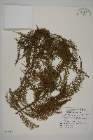 墨西哥落羽杉藏品圖，第1張