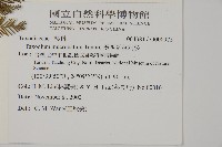 墨西哥落羽杉藏品圖，第2張