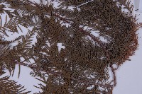 墨西哥落羽杉藏品圖，第3張