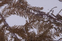 墨西哥落羽杉藏品圖，第4張