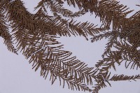 墨西哥落羽杉藏品圖，第5張