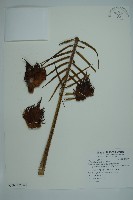 登錄號:G000976藏品圖，第1張