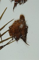 登錄號:G000976藏品圖，第3張