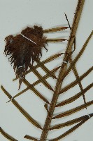 登錄號:G000976藏品圖，第4張