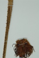 登錄號:G000976藏品圖，第5張