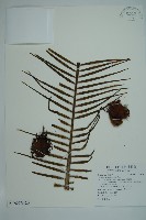 登錄號:G000976藏品圖，第6張