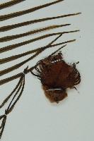 登錄號:G000976藏品圖，第8張