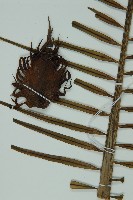 登錄號:G000976藏品圖，第9張