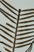 登錄號:G000976藏品圖，第10張