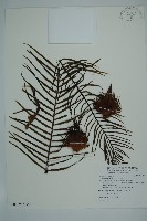 登錄號:G000976藏品圖，第11張