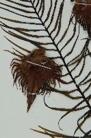 登錄號:G000976藏品圖，第13張