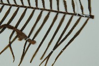 登錄號:G000976藏品圖，第15張