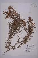 臺灣黃杉藏品圖，第1張