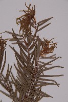 臺灣黃杉藏品圖，第3張