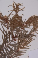 臺灣黃杉藏品圖，第4張