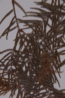 臺灣黃杉藏品圖，第5張